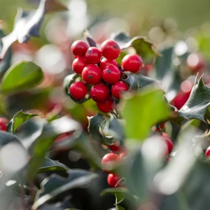 Ilex 'Blue Angel'