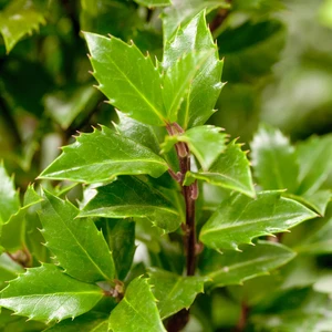 Ilex x meserveae 'Blue Prince' 2L