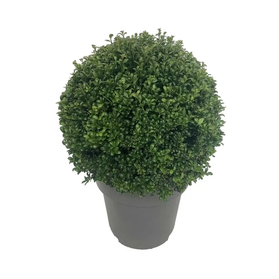 Ilex crenata 'Convexa' - ∅35cm Ball