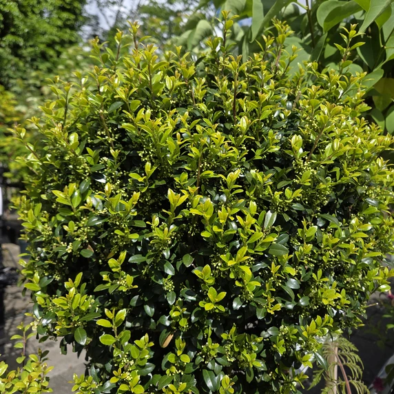 Ilex crenata 'Carolina Upright' 18L Standard