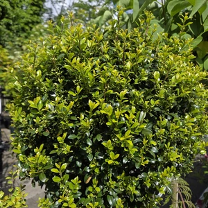 Ilex crenata 'Carolina Upright' 18L Standard