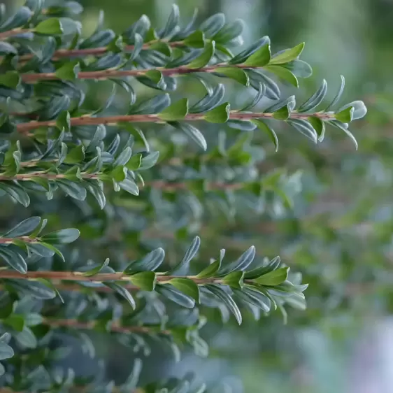 Ilex crenata 'Fastigiata' 16.5L - image 2