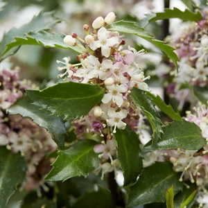 Ilex meserveae 'Gentle' - image 1