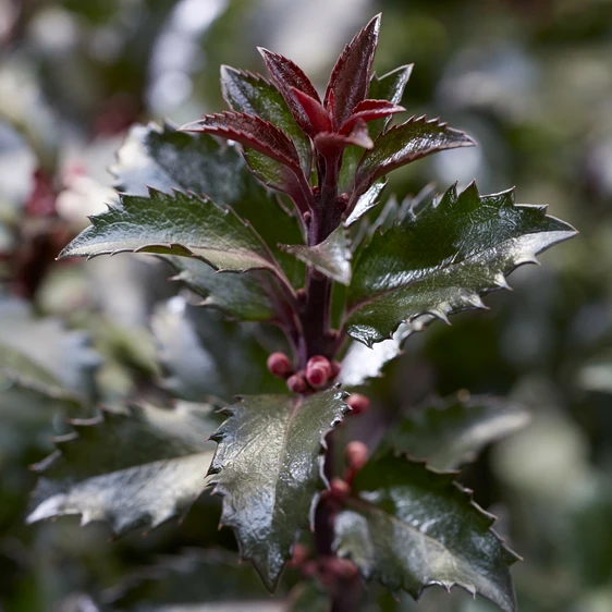 Ilex meserveae 'Gentle' - image 2