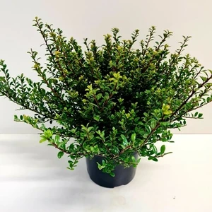 Ilex crenata 'Glorie Dwarf' 2.3L