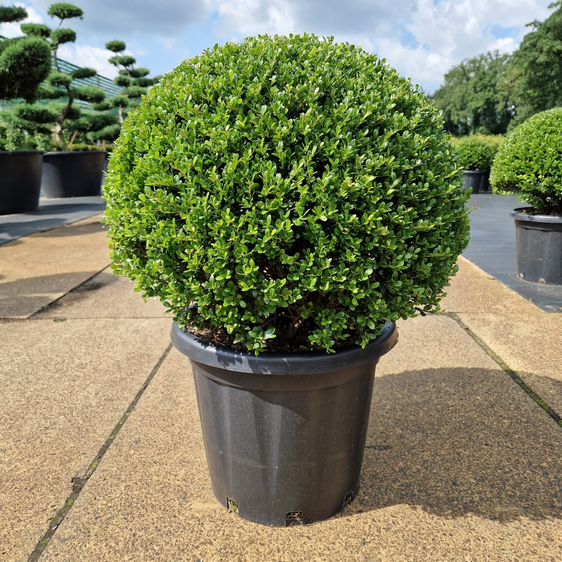 Ilex crenata 'Glorie Gem' Ø50cm Ball - 40cm Pot - image 1