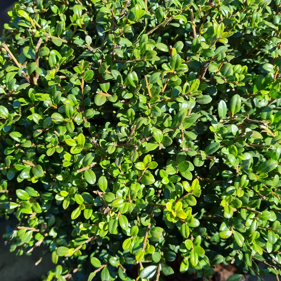 Ilex crenata 'Glorie Gem' Ø50cm Ball - 40cm Pot - image 2