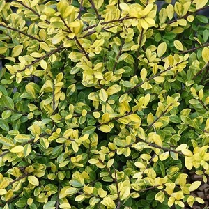 Ilex crenata 'Golden Gem' 2.3L