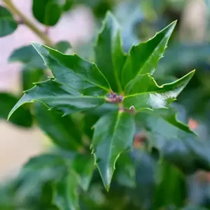 Ilex meserveae 'Golden Girl'