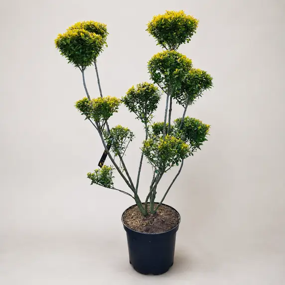 Ilex crenata 'Golden Rock' Bonsai - image 2