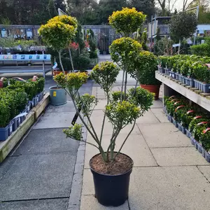 Ilex crenata 'Golden Rock' Bonsai