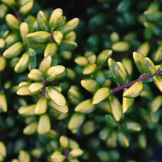 Ilex crenata 'Golden Tip'