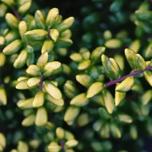 Ilex crenata 'Golden Tip'