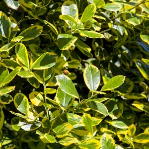 Ilex aquifolium 'Golden Van Tol' Standard