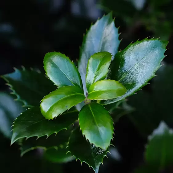 Ilex meserveae 'Heckenblau' 2.3L - image 2