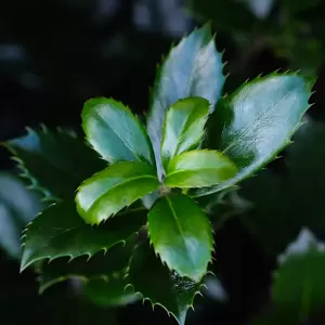 Ilex meserveae 'Heckenblau' 2.3L - image 2
