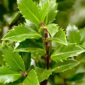 Ilex meserveae 'Heckenpracht' 2.3L