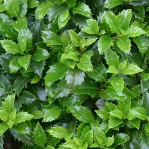 Ilex meserveae 'Heckenstar' 2.3L