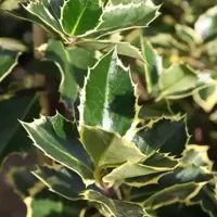 Ilex (Holly)