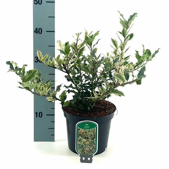 Ilex aquifolium 'Ingramii' - image 2