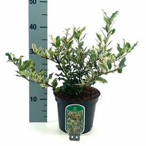 Ilex aquifolium 'Ingramii' - image 2