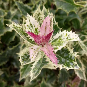 Ilex aquifolium 'Ingramii' - image 1