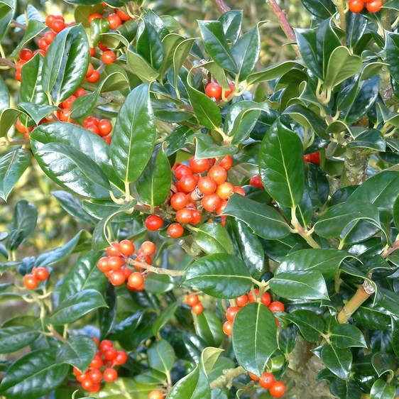 Image Credit: ©2025 John Richards Nurseries Ltd