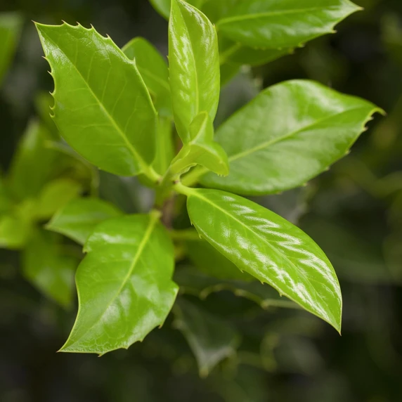 Ilex aquifolium 'J.C. van Tol' - image 2