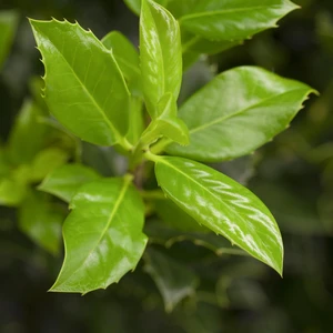 Ilex aquifolium 'J.C. van Tol' - image 2