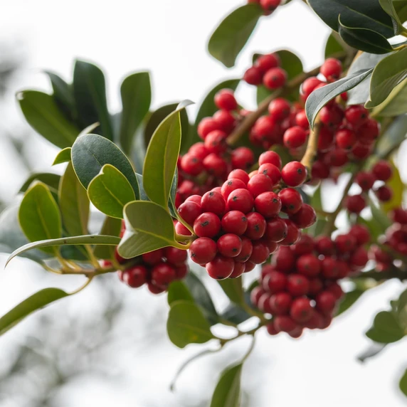 Ilex aquifolium 'J.C. van Tol' - image 1