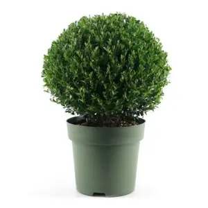 Ilex crenata 'Jenny' - Ball ∅40cm