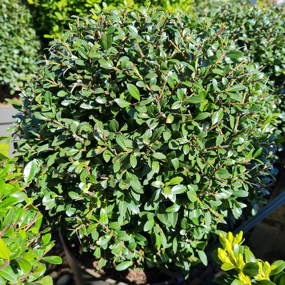 Ilex crenata 'Josaile' 2.3L