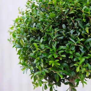 Ilex crenata 'Kinme' Standard - image 2