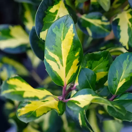 Ilex × altaclerensis 'Lawsoniana' Standard