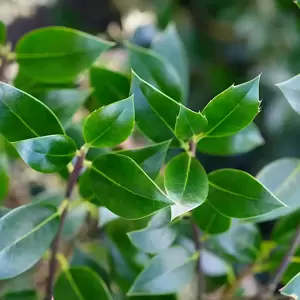 Ilex aquifolium 'Limsi'