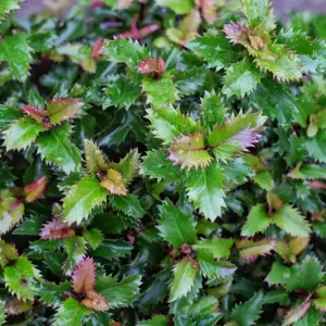 Ilex x meserveae 'Little Rascal' 4.6L - image 3
