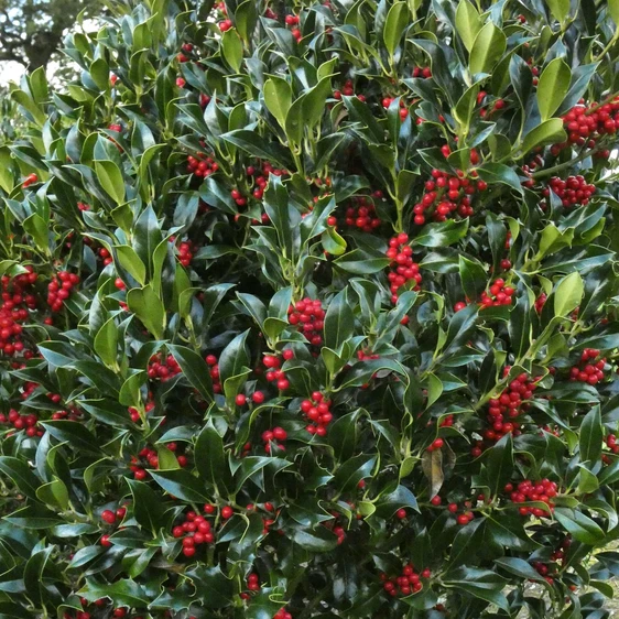 Image Credit: ©2025 John Richards Nurseries Ltd