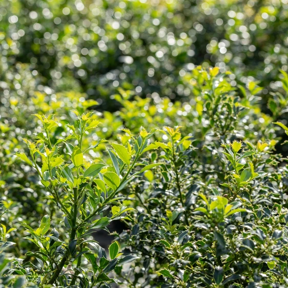 Ilex aquifolium 'Pyramidalis' Standard