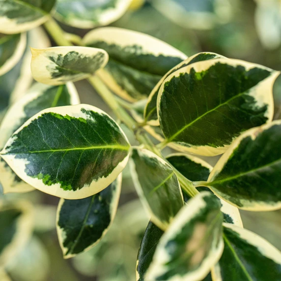 Ilex aquifolium 'Silver van Tol' 3L - image 2