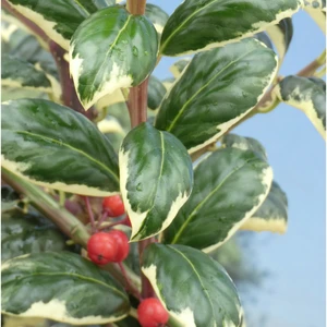 Image Credit: ©2025 John Richards Nurseries Ltd