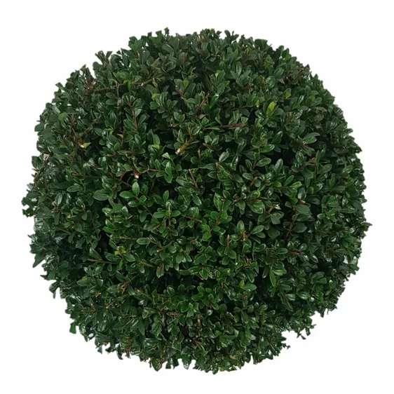 Ilex crenata 'Stokes' 4.6L