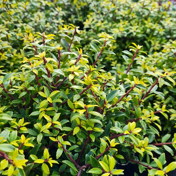 Ilex crenata 'Twiggy' 4.6L