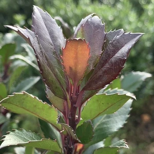 Ilex meserveae 'Viking' - image 1