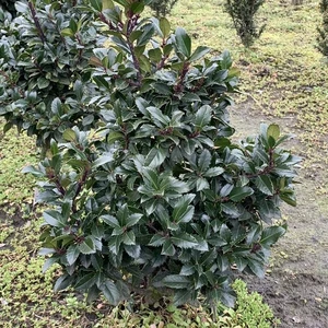 Ilex meserveae 'Viking' - image 2