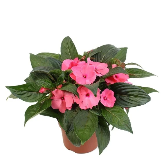 Impatiens New Guinea 'Dark Pink'