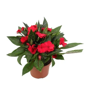 Impatiens New Guinea Dark Red'