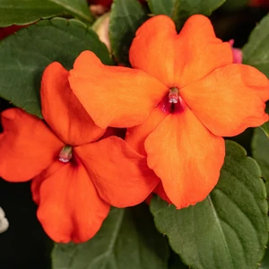 Impatiens New Guinea 'Orange' 1L