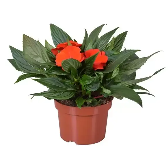 Impatiens New Guinea 'Orange'