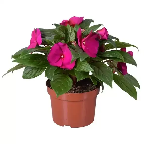 Impatiens New Guinea 'Purple'