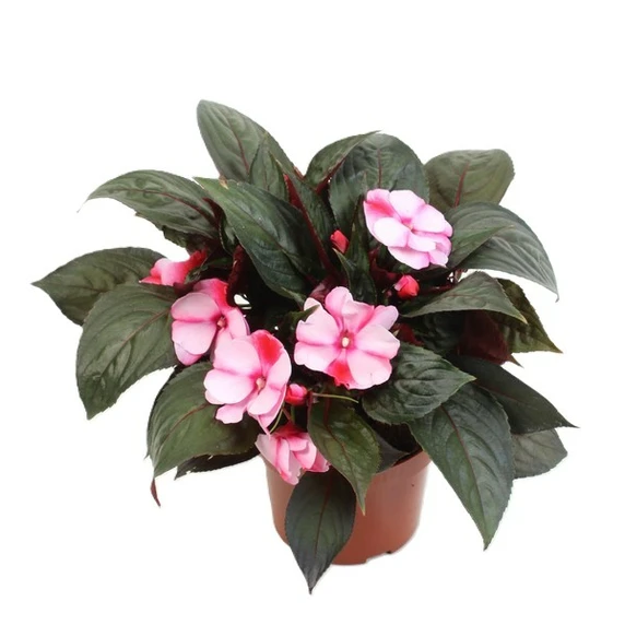 Impatiens New Guinea 'Purple Flame'
